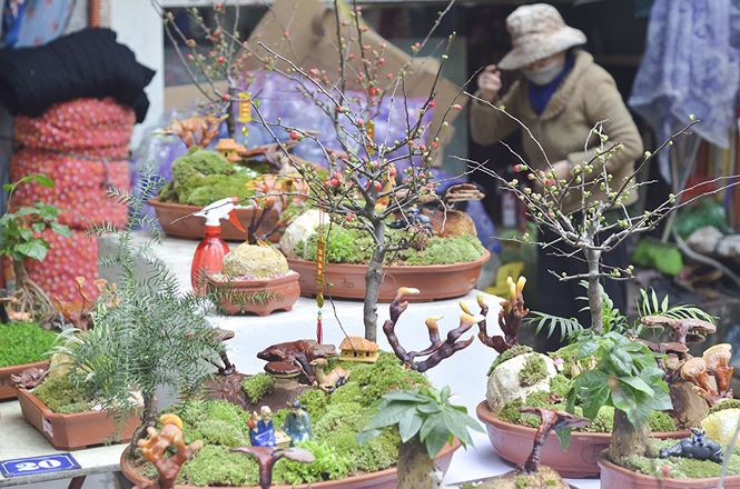 Gần 5 triệu đồng 1 chậu nấm linh chi bonsai chơi Tết ở Thủ đô